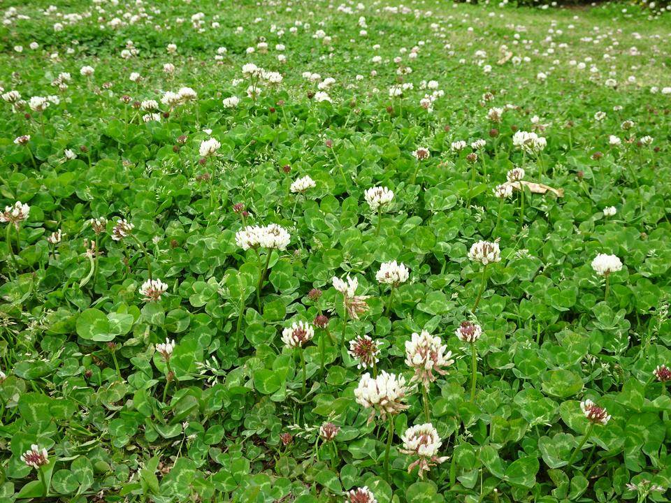 日本　外来植物を全部排除する方針　日本の自然に影響←何の植物がある？